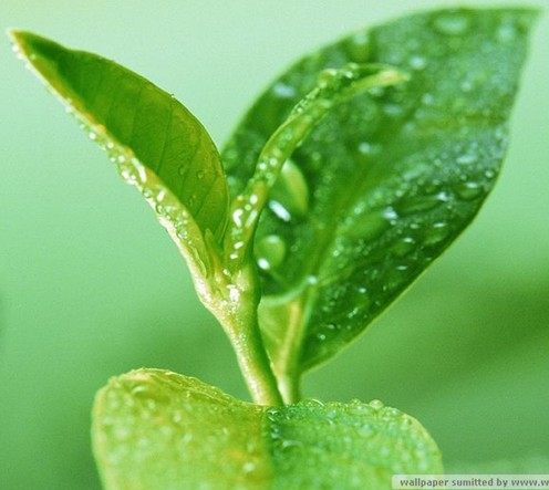 什麼是有機茶?